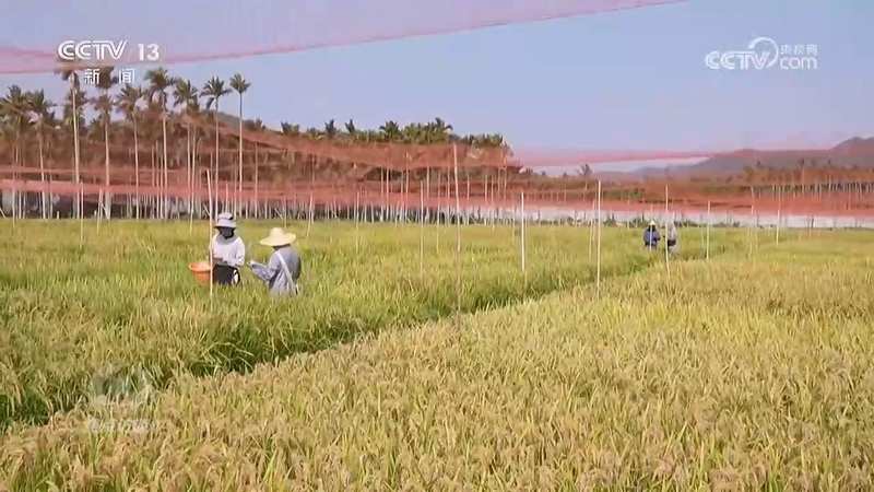 效率提升10倍的背后:数万亩良田的“加速”秘密揭示 新闻 效率提升10倍的背后:数万亩良田的“加速”秘密揭示 新闻