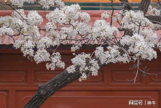  【民俗解码】农历二月十九的饮食密码与祈福仪式：一份来自传统的智慧指南 文化旅游