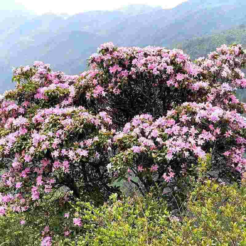  【技术解密】鸡笼顶云锦杜鹃爆发密码：1280米高山的生态奇观与户外运动价值 文化旅游