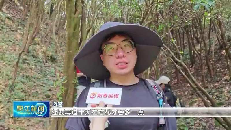  【技术解密】鸡笼顶云锦杜鹃爆发密码：1280米高山的生态奇观与户外运动价值 文化旅游
