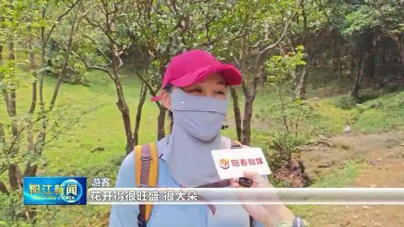  【技术解密】鸡笼顶云锦杜鹃爆发密码：1280米高山的生态奇观与户外运动价值 文化旅游