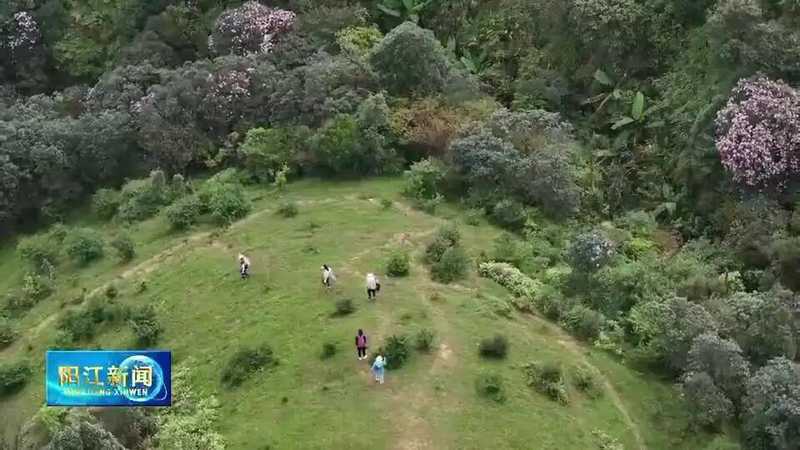  【技术解密】鸡笼顶云锦杜鹃爆发密码：1280米高山的生态奇观与户外运动价值 文化旅游