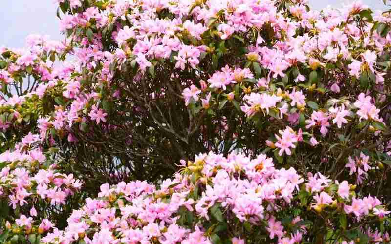  【技术解密】鸡笼顶云锦杜鹃爆发密码：1280米高山的生态奇观与户外运动价值 文化旅游